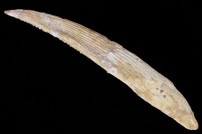 Hybodus Shark Dorsal Spine - Cretaceous #73121